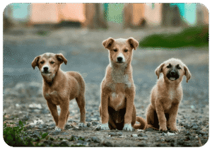 Bez nazwy A4 orientacja pozioma 92 1